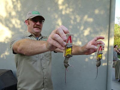mouse trapping