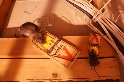 rodent trapping